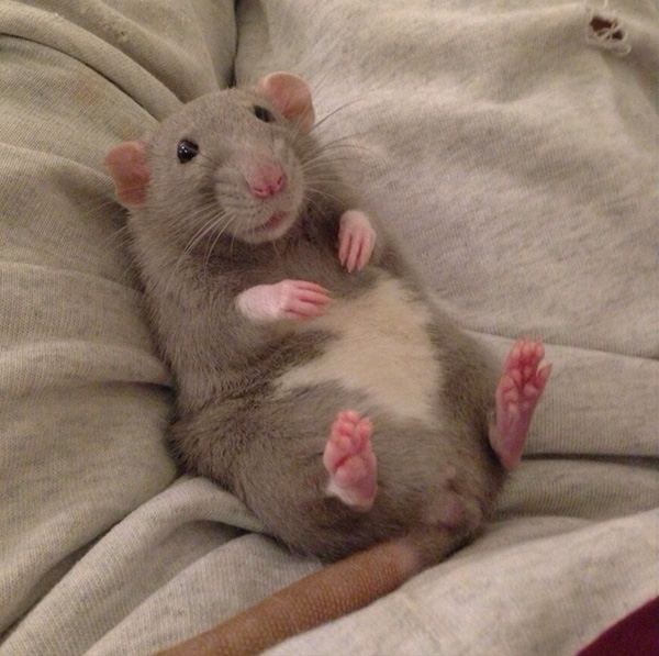 rats are gross they