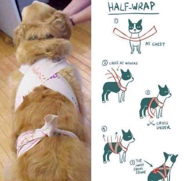 Wrap Your Dog In A Scarf This New Year's Eve To Keep Them Stress-Free