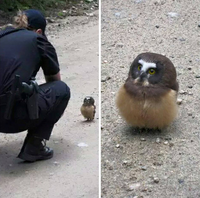 owl cop funny