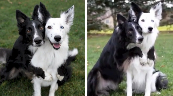 Border Collies Hugging And Posing For Pictures Is The Cutest Thing ...