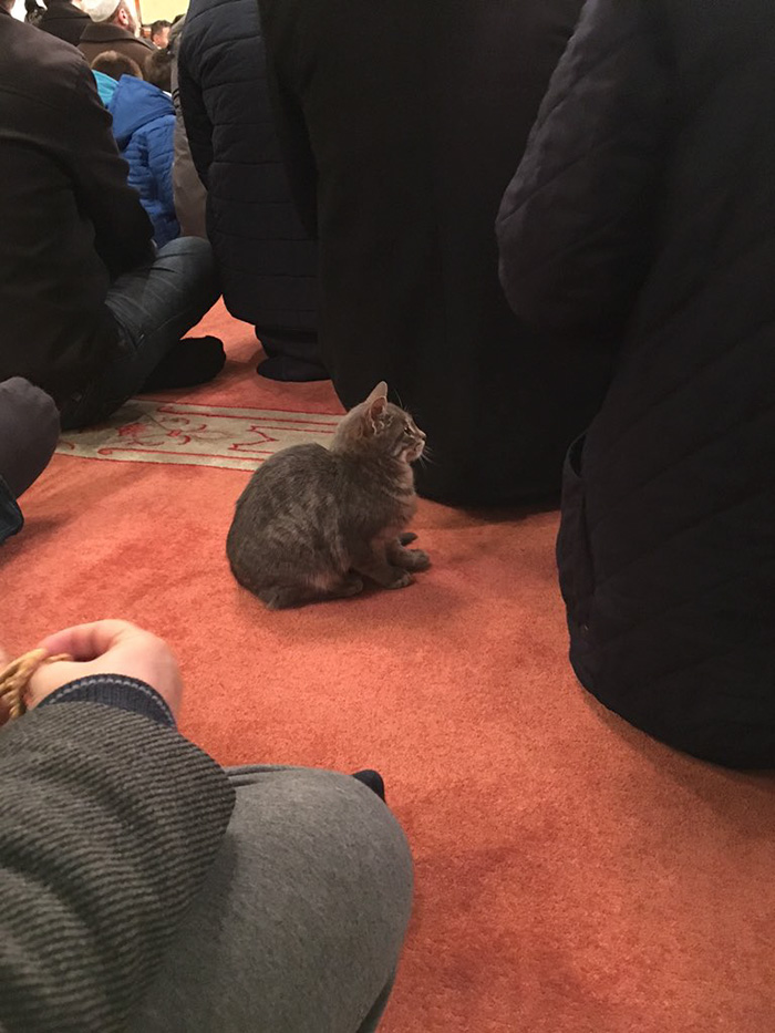 mosque lets in cats to pray