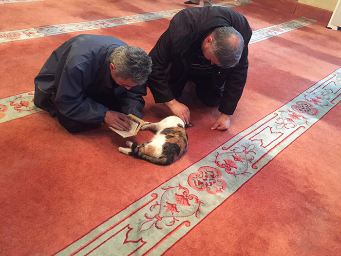 mosque lets in cats to pray