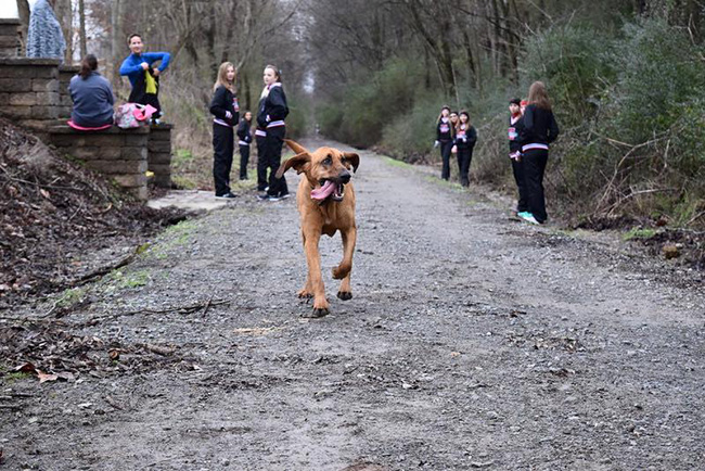 dog runs half marathon