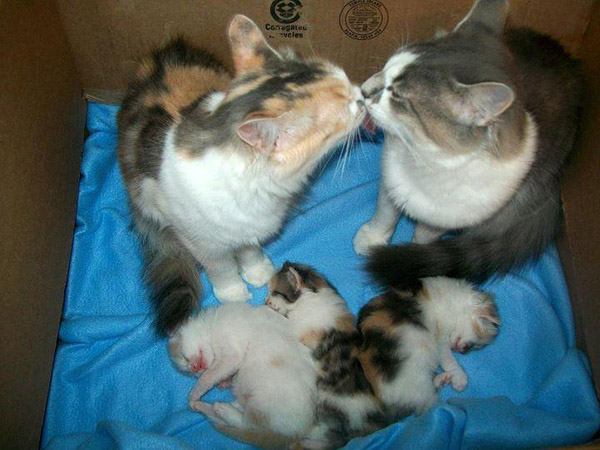 mom and dad cat kissing over kittens