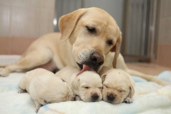 a mothers love puppies
