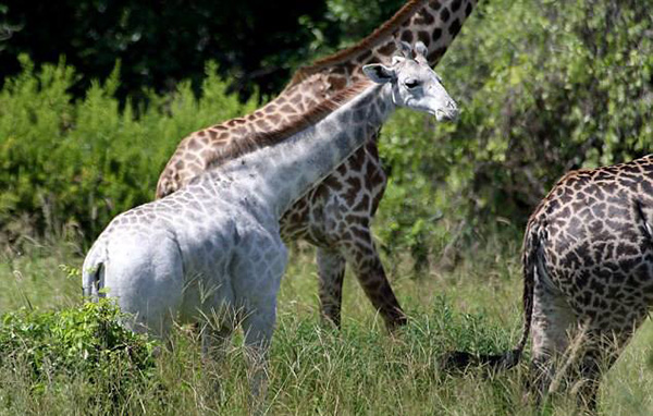 white giraffe