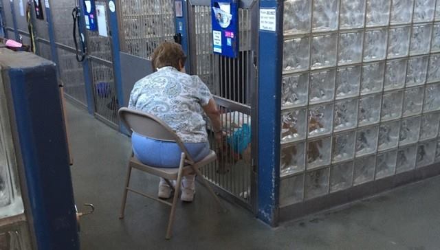 this woman pets dogs at humane society