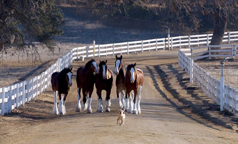 baby horse Budweiser