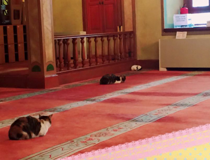 mosque lets in cats to pray