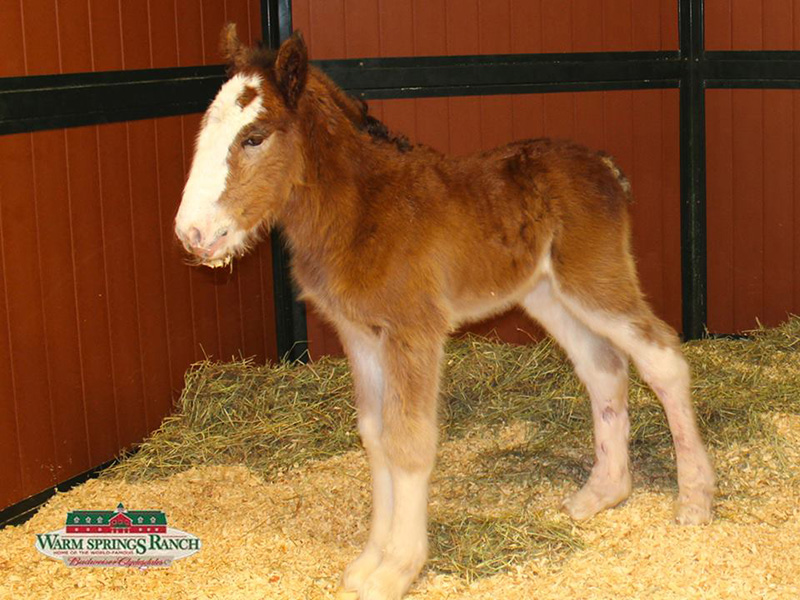 meet new budweiser clydesdale