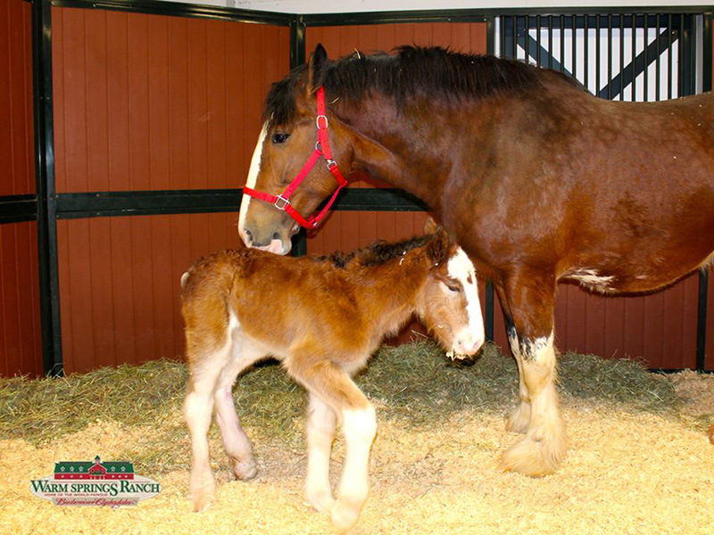 baby clydesdale