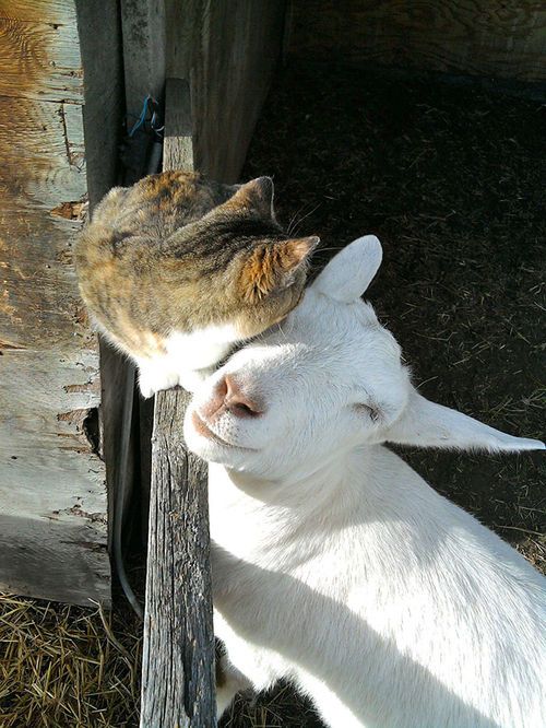 cat and smiling goat