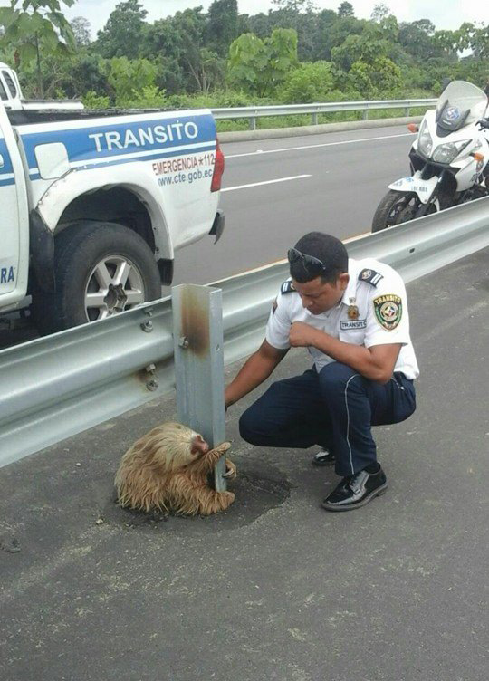 police save sloth highway