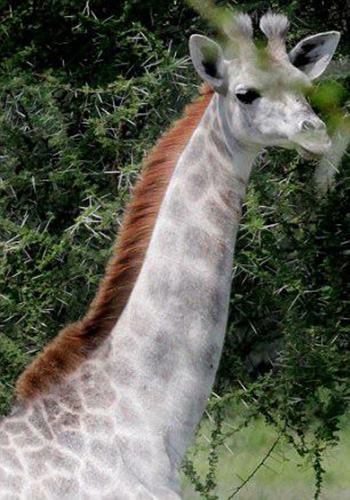 rare white giraffe