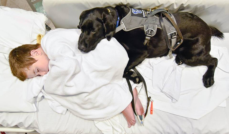 dog goes to surgery with boy