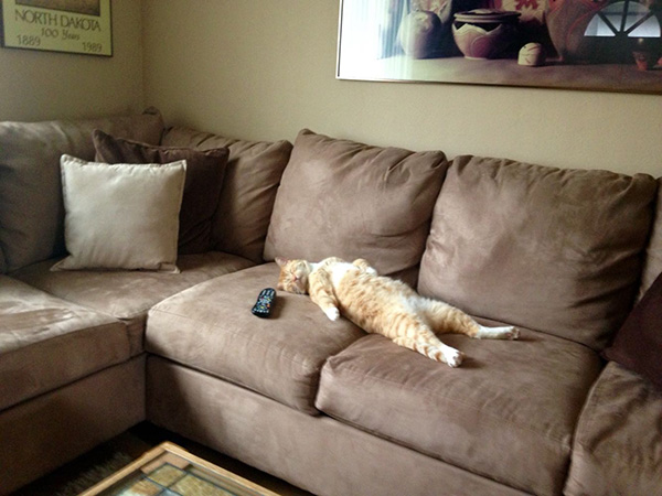 cat sleeping like person on couch