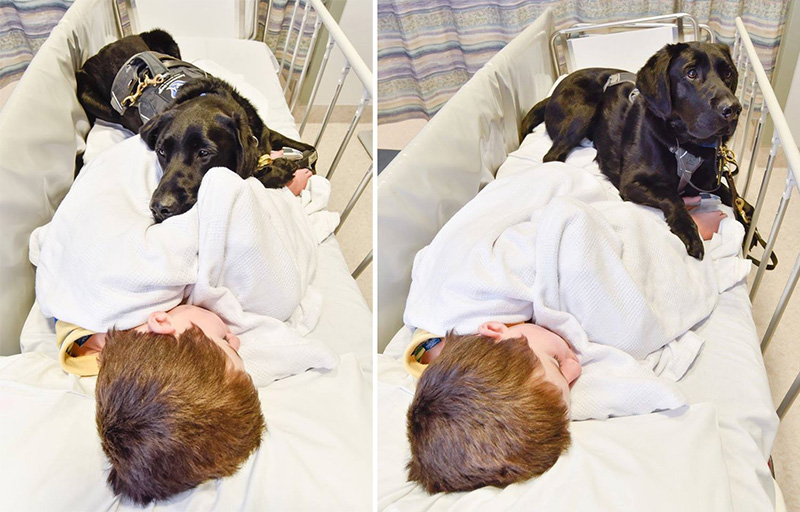 dog goes to surgery with boy