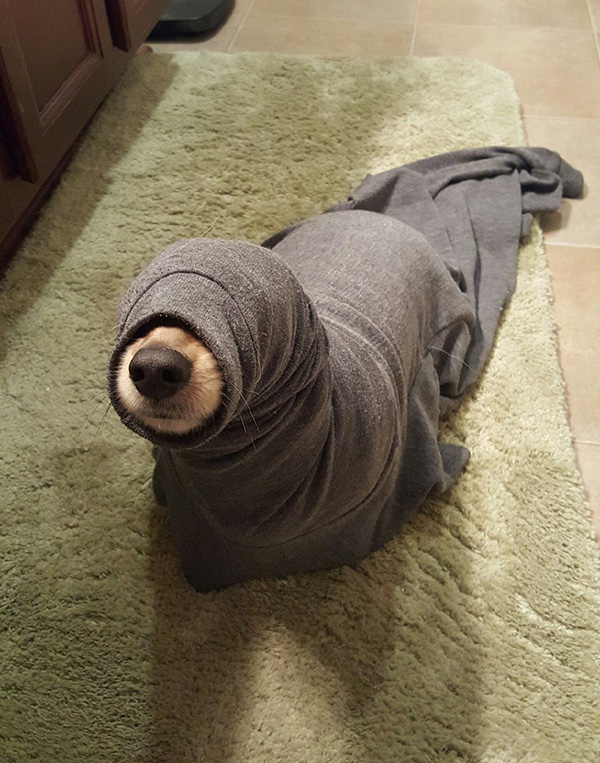 seal dog