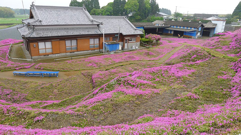 husband plants flowers for blind wife