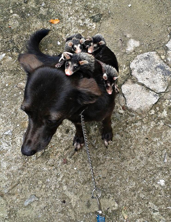 dog adopts opossum babies