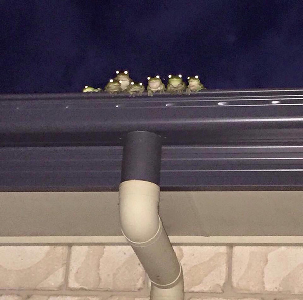 frog family watching you