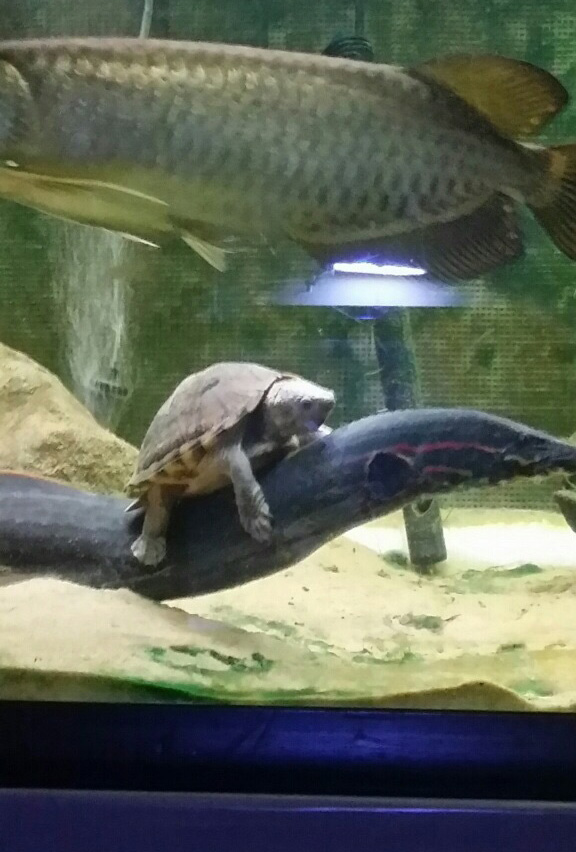 turtle hops ride on eel
