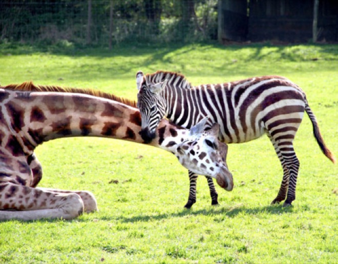 gerald the giraffe and zeberdee the zebra are best friends