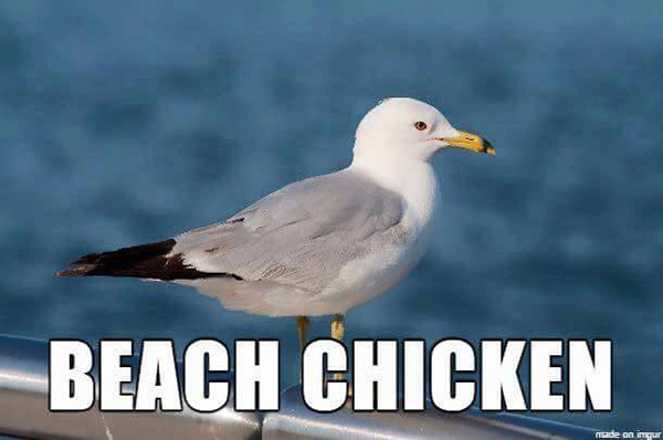 A List Of Animals With More Relatable Names A List Of Animals With More Relatable Names