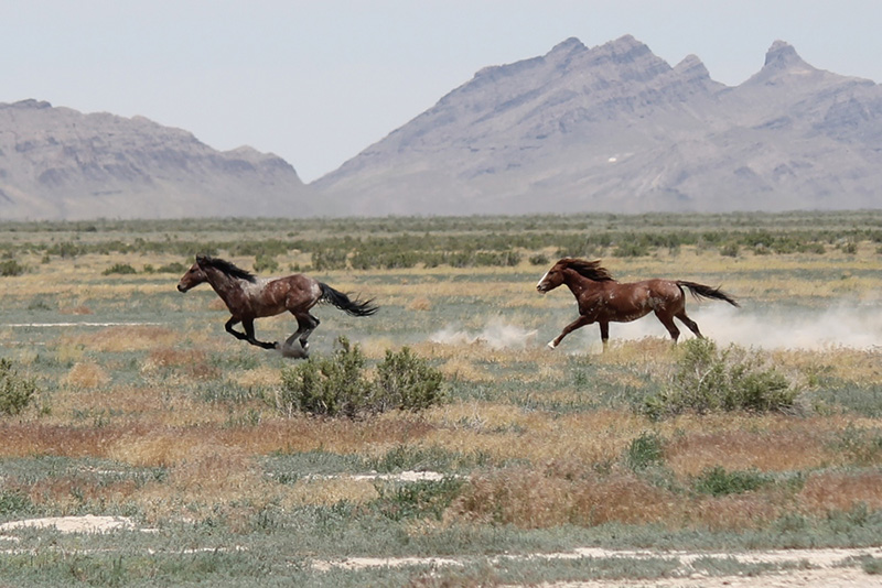 Breathtaking Photos Of Wild Horses Roaming Remote Ranges In Utah