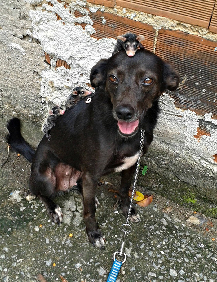 dog adopts opossum babies