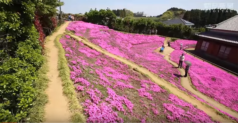 husband plants flowers for blind wife