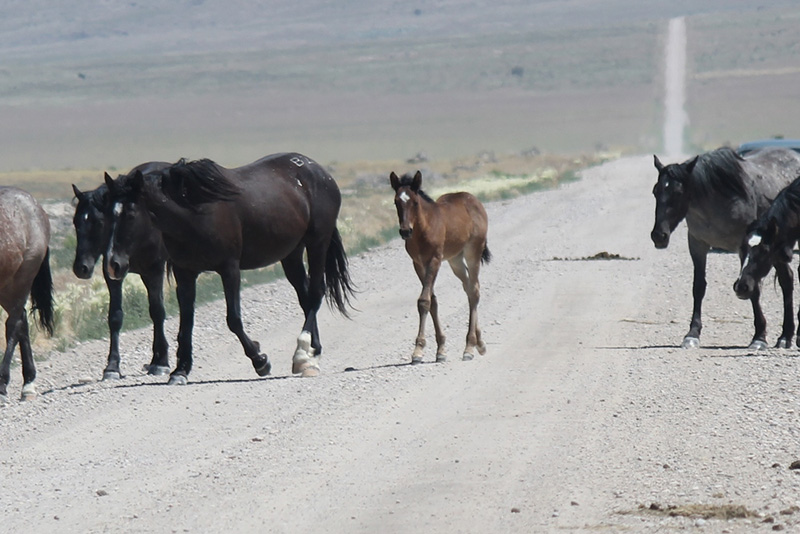 Breathtaking Photos Of Wild Horses Roaming Remote Ranges In Utah