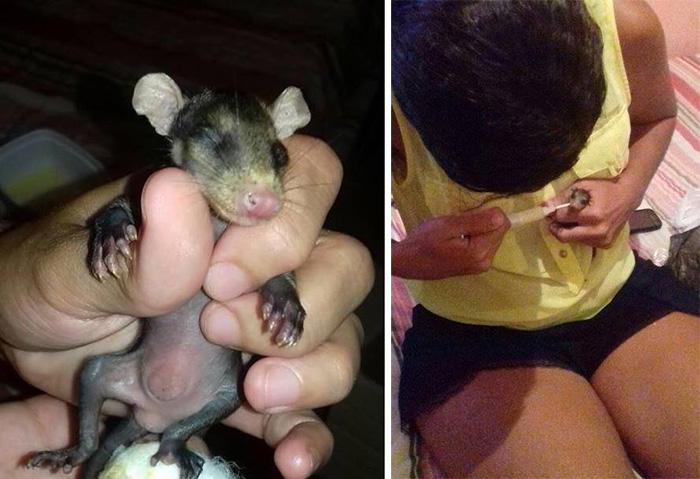 dog adopts opossum babies