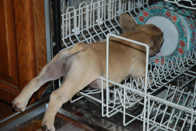 stuck animals funny pretending everything fine got sad useless
