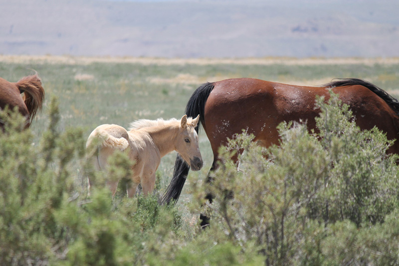 Breathtaking Photos Of Wild Horses Roaming Remote Ranges In Utah