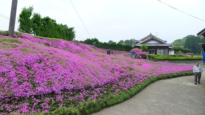 husband plants flowers for blind wife