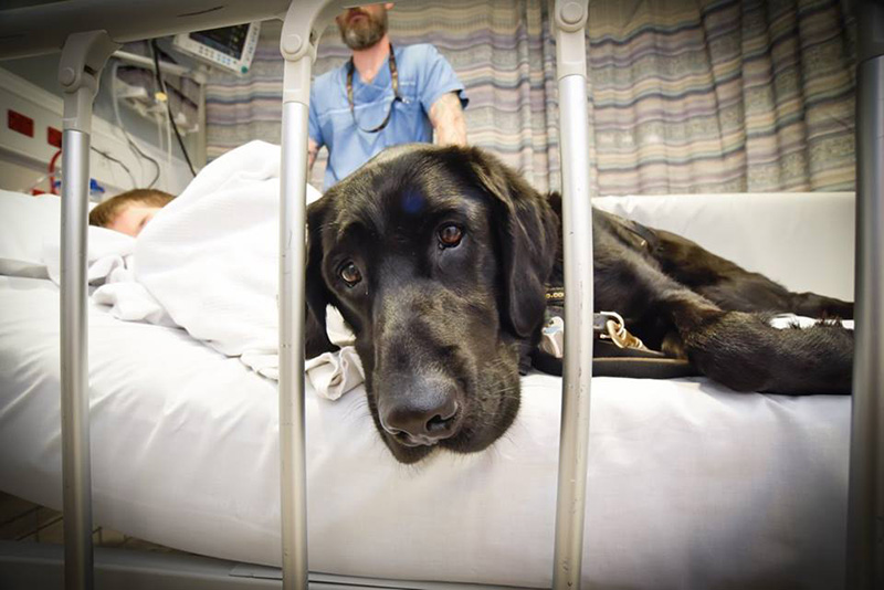 dog comforts boy surgery