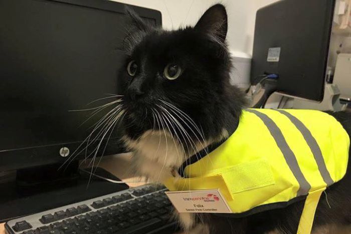 felic train station cat