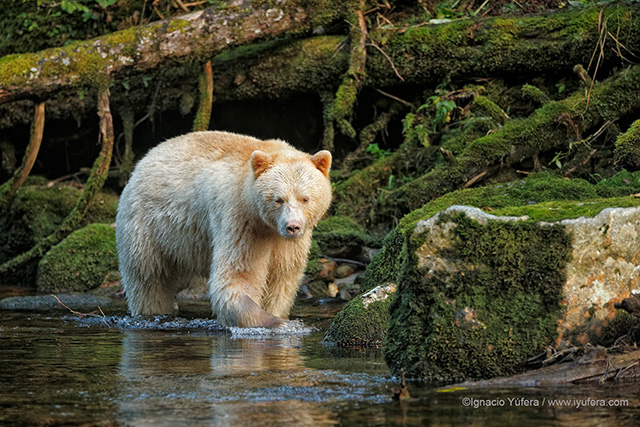 canada protect rainforest news