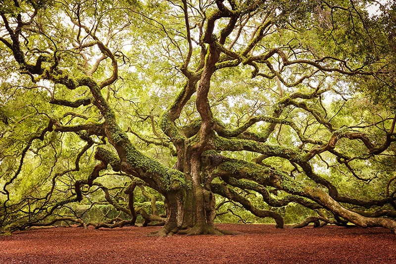 15 Of The Most Beautiful Trees Ever Photographed