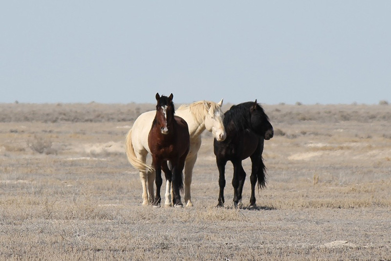 Breathtaking Photos Of Wild Horses Roaming Remote Ranges In Utah