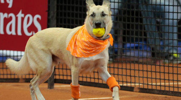 dog ball boys tennis Brazil