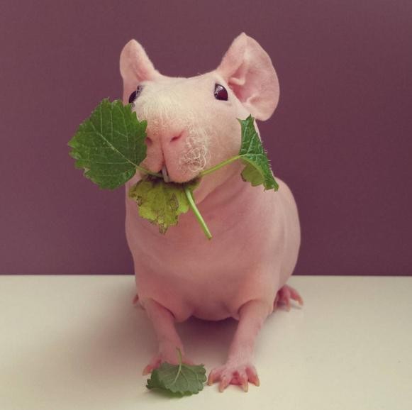Meet Ludwik - A Chubby Naked Guinea Pig Who Is Also A Model!
