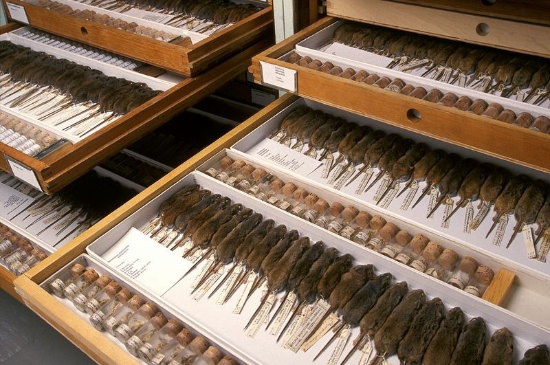 Take A Closer Look At All The Specimen Collections Inside The Museum of Natural History