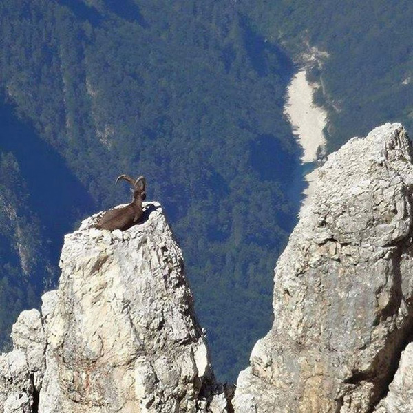 goat enjoys the view