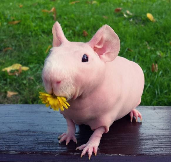 Meet Ludwik - A Chubby Naked Guinea Pig Who Is Also A Model!