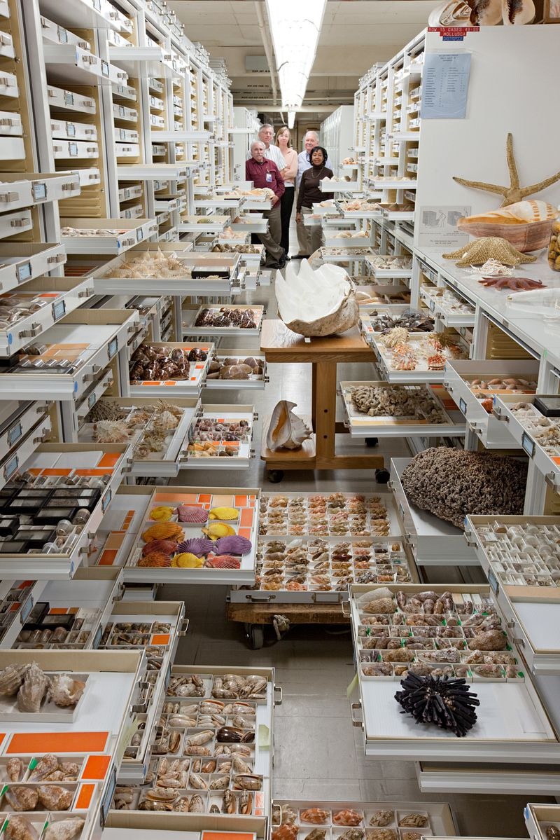 Take A Closer Look At All The Specimen Collections Inside The Museum of