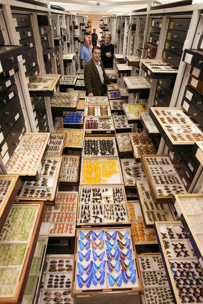 Take A Closer Look At All The Specimen Collections Inside The Museum of
