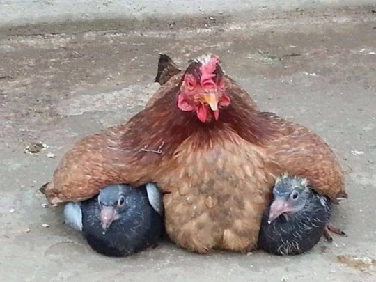 chicken babies