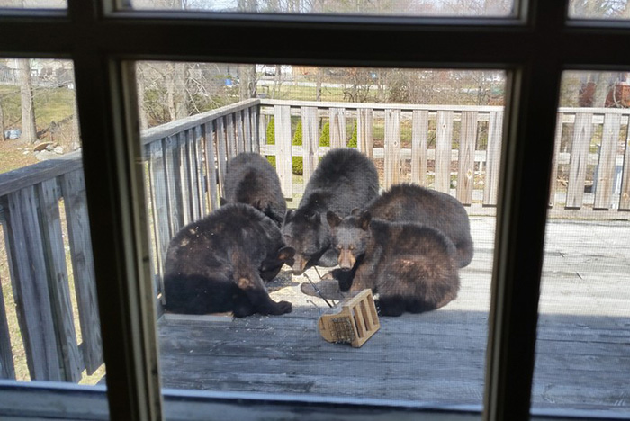 bears bird feeder